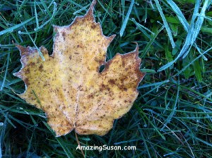 maple leaf yellow